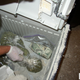 A U.S. Drug Enforcement Agency agent displays marijuana and cash confiscated during part of a five-month undercover drug investigation at the San Diego State University campus, in this undated handout photo from the DEA released May 6, 2008. Police have arrested 18 San Diego State University students on drug-related charges stemming from an undercover investigation there, a spokesman for the college said on Tuesday. Another 15 students were arrested previously during the five-month operation. REUTERS/DEA/Handout